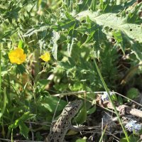Живность у водопада :: Александр Кондаков