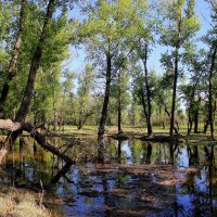 Волго - Ахтубинская пойма :: Олегъ Петрович
