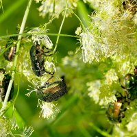 в последний день июня 6 :: Александр Прокудин