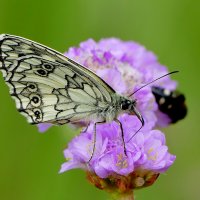 в последний день июня 10 :: Александр Прокудин