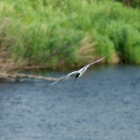 Момент охоты... :: Нэля Лысенко