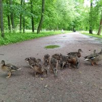 Утята :: Сапсан 