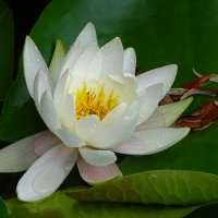 Водяная лилия. :: Милешкин Владимир Алексеевич Водяная лилия. :: Милешкин Владимир Алексеевич