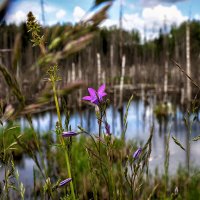 Болото тоже может быть красивым ;-) :: Алексей Пышненко