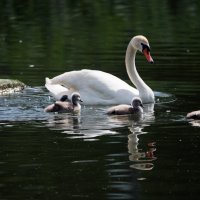 *** :: Владимир Безбородов *** :: Владимир Безбородов