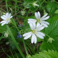 Звездчатка дубравная :: Лидия Бусурина