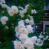 белые Розы :: Сергей Кочнев