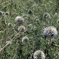 Колючий шар :: Андрей Хлопонин