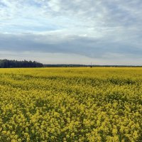 На рапсовом поле :: Валерий Иванович