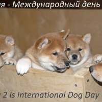 С праздником, собачки! :: Валерий Иванович