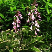 Хоста цветёт :: Людмила Смородинская