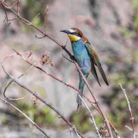 щурки. :: юрий макаров