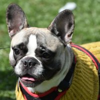 Москва. Парад французских бульдогов в усадьбе «Воронцово». :: Наташа ***** Москва. Парад французских бульдогов в усадьбе «Воронцово». :: Наташа *****