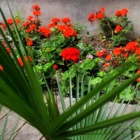 Герань — бабушкин цветок. :: Татьяна Помогалова