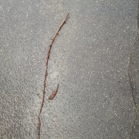 УТОНЧЁННОСТЬ :: Юрий Вовк УТОНЧЁННОСТЬ :: Юрий Вовк