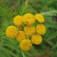 Пижма :: Anna Ivanova