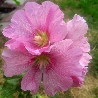 Букет мальвы :: Елена Семигина