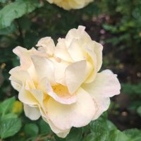 ,,, :: Сергей Тимоновский