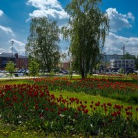 Городские клумбы на Союзном :: Александр Синдерёв