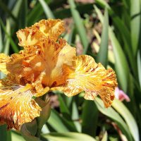 ЦВЕТЫ МАЯ :: Елена Даньшина ЦВЕТЫ МАЯ :: Елена Даньшина