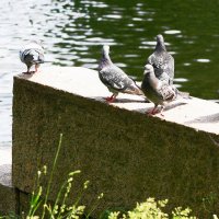 ПОСИДЕЛКИ :: Виктор Никитенко