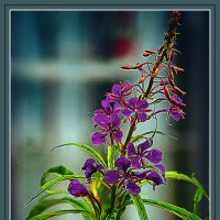 Летняя зарисовочка :: Владимир Кроливец Летняя зарисовочка :: Владимир Кроливец