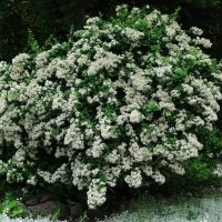 Пираканта :: Рита Симонова