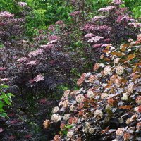 Бузина и Пузыреплодник :: Рита Симонова