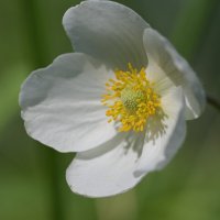 Ветреница :: Дмитрий Шемонаев