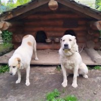 Алабаи ждут угощения... :: Ольга Довженко