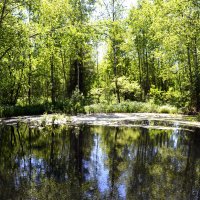 лесное озеро :: Ольга 