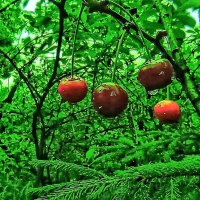 Пережили заморозки, переживут и ливни! :: veilins veilins