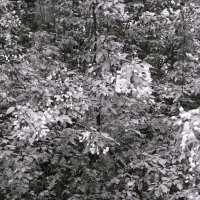 Назвва. отсу. :: Денис Безногов