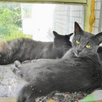 посыпанные полынью...) :: Галина Флора посыпанные полынью...) :: Галина Флора