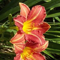 Лилейники :: Freddy 97