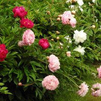 пионы :: ИННА ПОРОХОВА