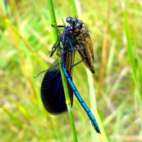 Ктырь и красотка :: Константин Штарк