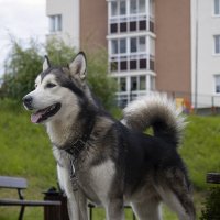 Ярик. :: leff Postnov