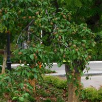 Богатый урожай груши, привитой на рябине :: Наиля 