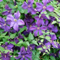 Фиолетовый клематис :: Наиля 