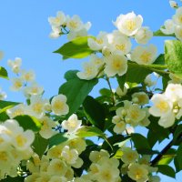 Нежный жасмин :: Сергей Ц Нежный жасмин :: Сергей Ц