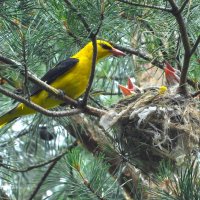 Иволга возле гнезда. :: Ольга Митрофанова