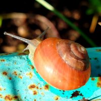 Рогатая :: светлана льдокова