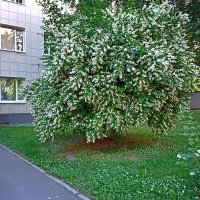 Цветущий куст жасмина на территории больницы Святого Луки Крымского.удалитьредактировать :: Лилия *