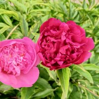 Пионы :: Сапсан 