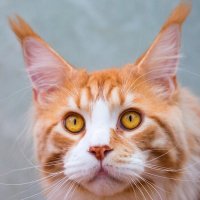 Кот Геродот :: Светлана Тихонина