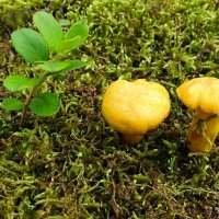 О грибах (лисички). :: Милешкин Владимир Алексеевич 