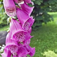 Наперстянка пурпурная :: Veera V