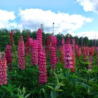 Цветочки в Монрепо :: Игорь Корф