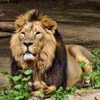 Лев :: <<< Наташа >>>